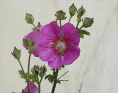 Комнатное растение Анизодонтея семейства Anisodontea capensis Анизодонтея